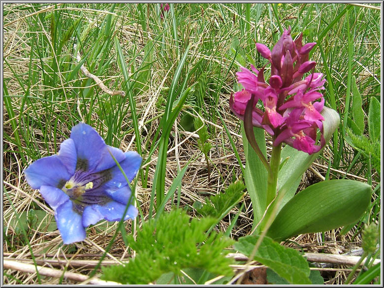 Safari botanico all''Alpe Devero